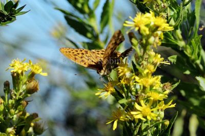 Butterfly on flowers Corfu